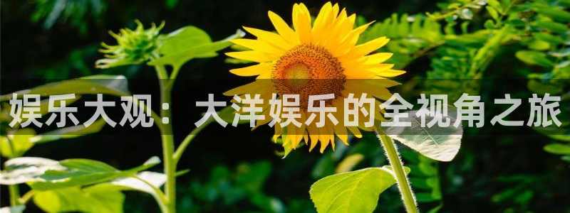 旺财28零能源集团：娱乐大观：大洋娱乐的全视角之旅