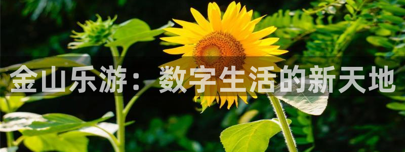 旺财28平台主管：金山乐游：数字生活的新天地
